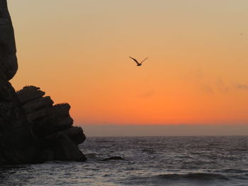 Bird flying over sea against sky during sunset