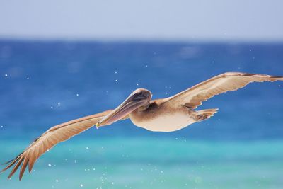 Close-up of bird flying over sea against sky