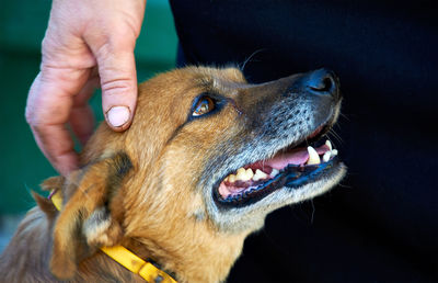 Cropped image of man stroking dog's head