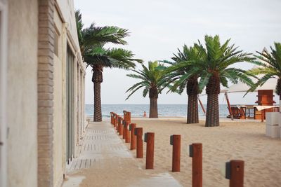 Palm trees at beach by sea against sky