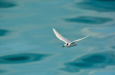 Close-up of seagull flying over water