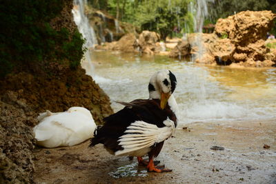 Close-up of ducks in lake