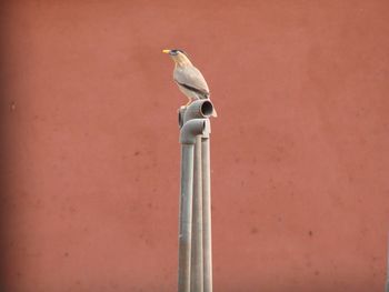 Close-up of bird on wall