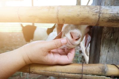 Close-up of hands on fence