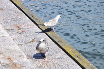 High angle view of seagull perching on lake