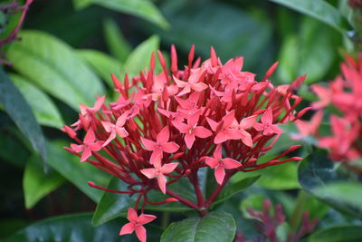 Close-up of red flowering plant