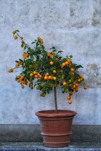 Potted plant against wall