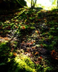 Close-up of plants growing on field