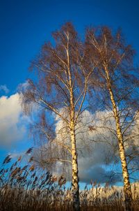 Low angle view of bare trees against blue sky