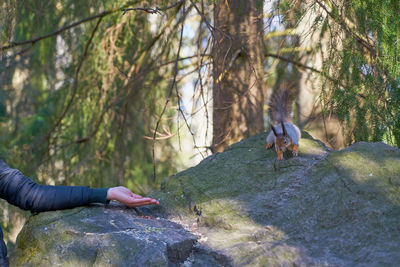 Full length of man on rock in forest
