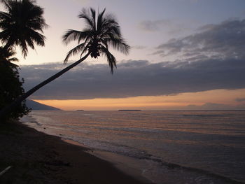 Palm trees on beach