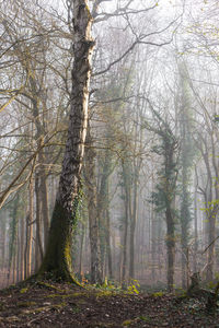 Trees growing in forest during autumn