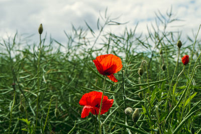 Close-up of red poppies blooming in field