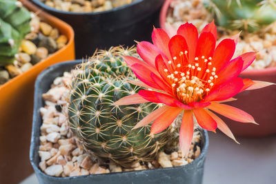 Close-up of succulent plant in pot