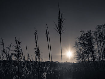 Scenic view of grassy field at sunset