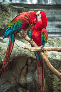 View of parrot perching on branch