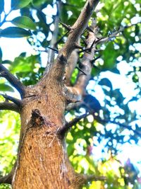 Low angle view of tree trunk in forest