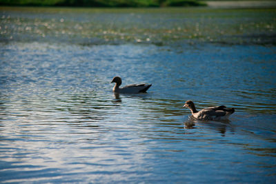 Ducks swimming in lake