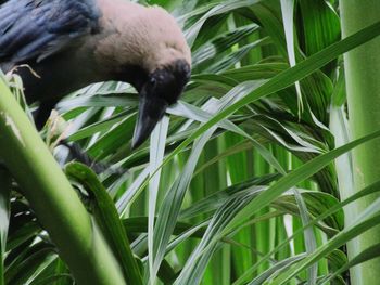 Close-up of a bird