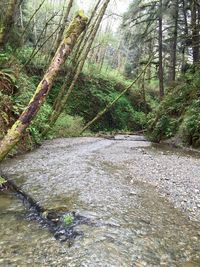 River flowing through forest