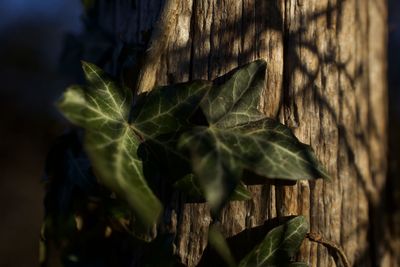 Close-up of leaves on tree trunk