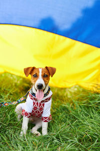 Cute puppy jack russell terrier- a patriot of ukraine