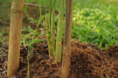 Close-up of crops on field
