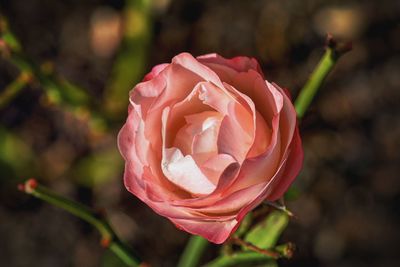 Close-up of pink rose