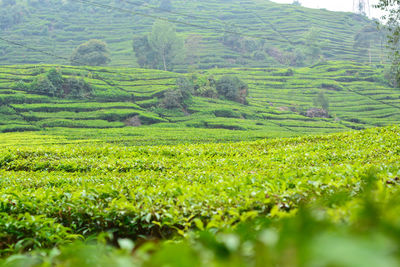 Scenic view of agricultural field