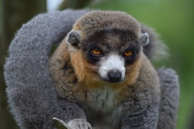 Close-up portrait of meerkat