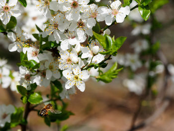 Close-up of cherry blossoms on tree