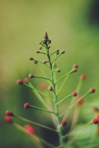 Close-up of berries growing on plant