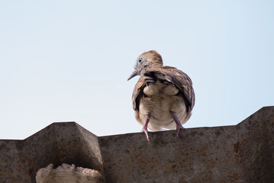 Low angle view of bird perching on rock against clear sky