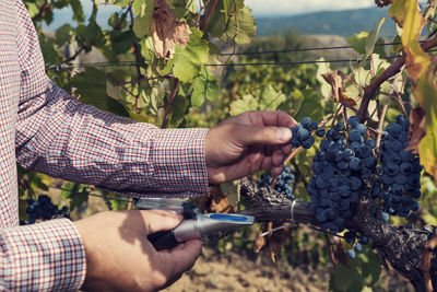 Midsection of man holding fruit growing in vineyard