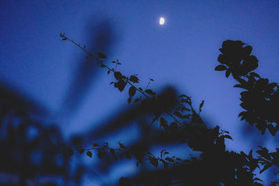 Low angle view of silhouette plants against sky at night