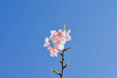 Low angle view of cherry blossoms against blue sky