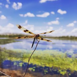 Close-up of insect on plant against sky