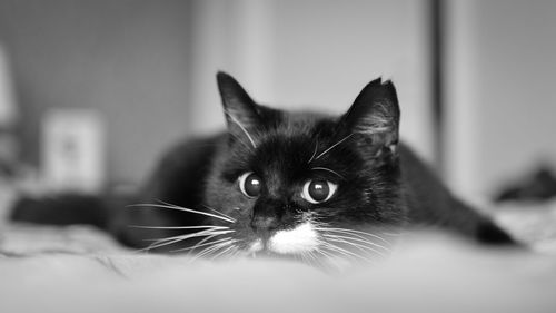 Close-up portrait of a cat