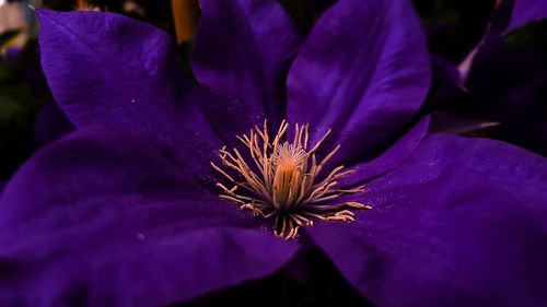 Close-up of purple flower