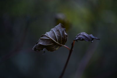 Close-up of wilted plant