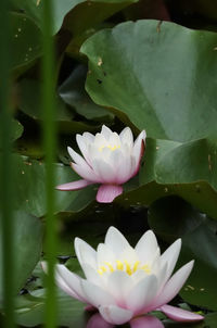 Close-up of lotus water lily in pond