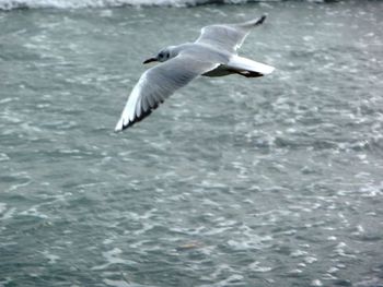 Seagull flying over sea