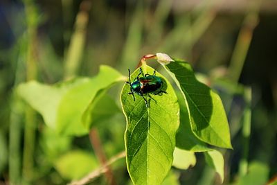 Close-up of insect on plant