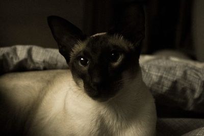 Close-up of cat lying on sofa