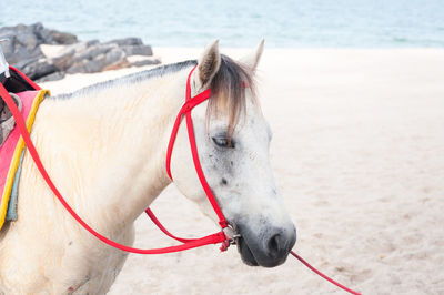 Close-up of a horse on the land