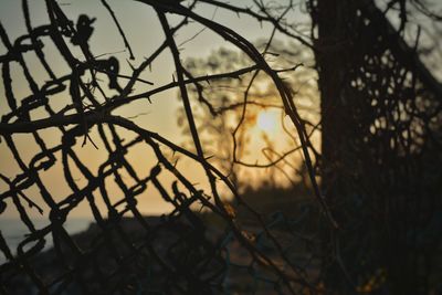 Low angle view of silhouette bare trees during sunset