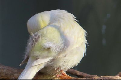 Close-up of a bird