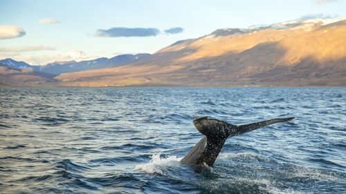 Whale in sea against mountains