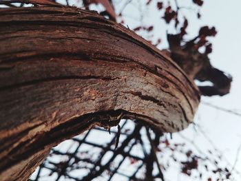 Low angle view of rusty tree