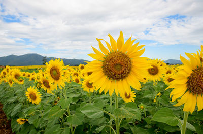 Beautiful sunflower flower blooming in sunflowers field.